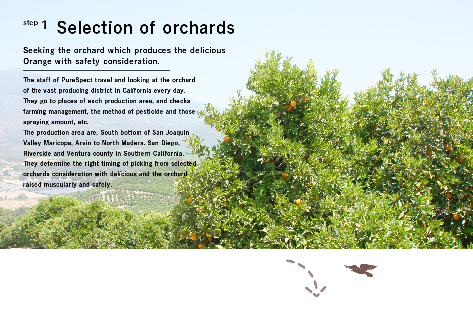 step1 Selection of orchards: Seeking the orchard which produces the delicious Orange with safety consideration. 
The staff of PureSpect travel and looking at the orchard of the vast producing district in California every day. 
They go to places of each production area, and checks farming management, the method of pesticide and those spraying amount, etc.
The production area are, South bottom of San Joaquin Valley Maricopa, Arvin to North Madera. San Diego, Riverside and Ventura county in Southern California. They determine the right timing of picking from selected orchards consideration with delicious and the orchard raised muscularly and safely.