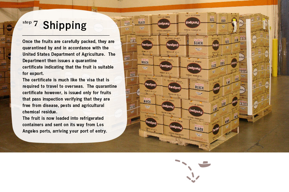 step7 Shipping: Once the fruits are carefully packed, they are quarantined by and in accordance with the United States Department of Agriculture. The Department then issues a quarantine certificate indicating that the fruit is suitable for export.
The certificate is much like the visa that is required to travel to overseas. The quarantine certificate however, is issued only for fruits that pass inspection verifying that they are free from disease, pests and agricultural chemical residue.
The fruit is now loaded into refrigerated containers and sent on its way from Los Angeles ports, arriving your port of entry.