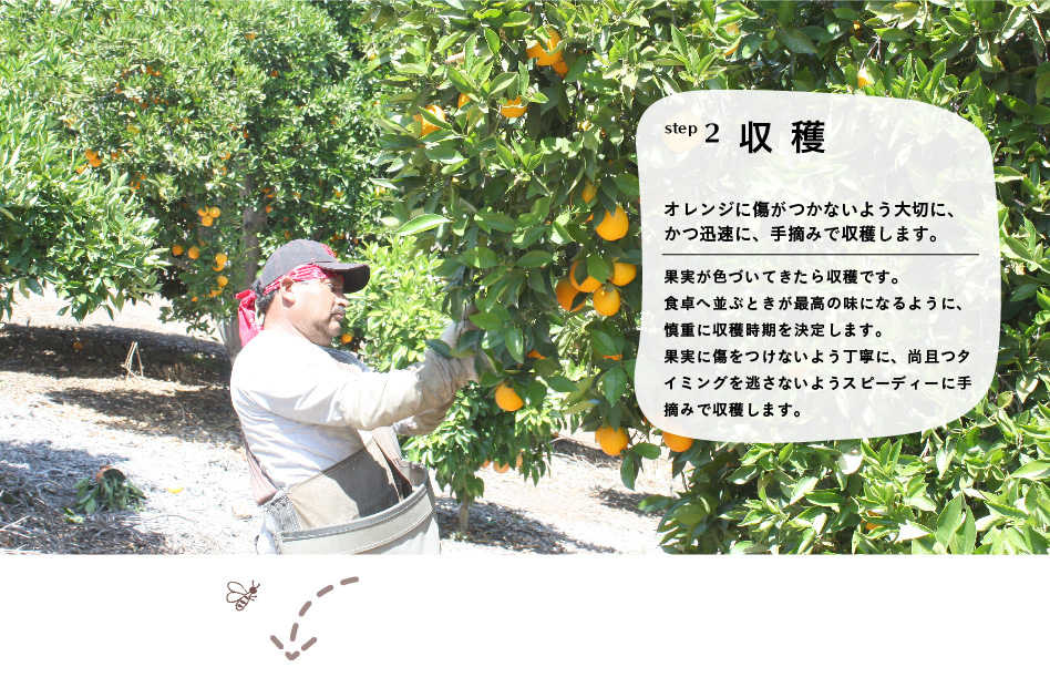 step2 収穫「オレンジに傷がつかないよう大切に、かつ迅速に、手摘みで収穫します。」果実が色づいてきたら収穫です。食卓へ並ぶときが最高の味になるように、慎重に収穫時期を決定します。果実に傷をつけないよう丁寧に、尚且つタイミングを逃さないようスピーディーに手摘みで収穫します。