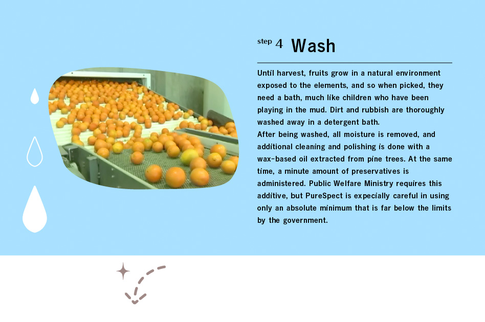 step4 Wash: Until harvest, fruits grow in a natural environment exposed to the elements, and so when picked, they need a bath, much like children who have been playing in the mud. Dirt and rubbish are thoroughly washed away in a detergent bath.
After being washed, all moisture is removed, and additional cleaning and polishing is done with a wax-based oil extracted from pine trees. At the same time, a minute amount of preservatives is administered. Public Welfare Ministry requires this additive, but PureSpect is expecially careful in using only an absolute minimum that is far below the limits by the government.
Once cleaning is complete, they move on to inspection via near-infrared sensors.