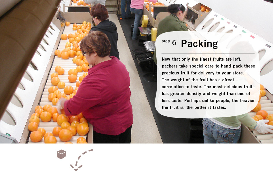 step6 Packing: Now that only the finest fruits are left, packers take special care to hand-pack these precious fruit for delivery to your store.
The weight of the fruit has a direct correlation to taste. The most delicious fruit has greater density and weight than one of less taste. Perhaps unlike people, the heavier the fruit is, the better it tastes.
